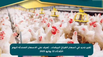 تغير جديد في أسعار الفراخ البيضاء.. تعرف على الأسعار المحدثة اليوم الثلاثاء 22 يوليو 2025